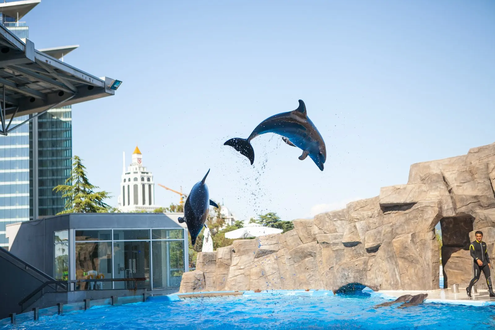 Two bottlenose dolphins leaping above the show pool at the Batumi Dolphinarium, with a trainer by the artificial rock wall and a white hotel tower behind