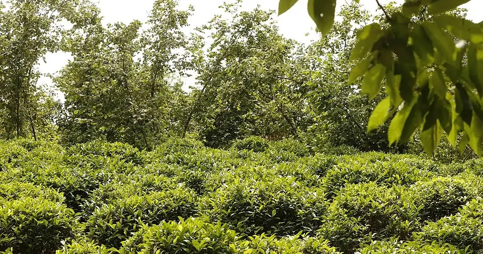 Rows of green tea bushes on a plantation in Guria under tall trees