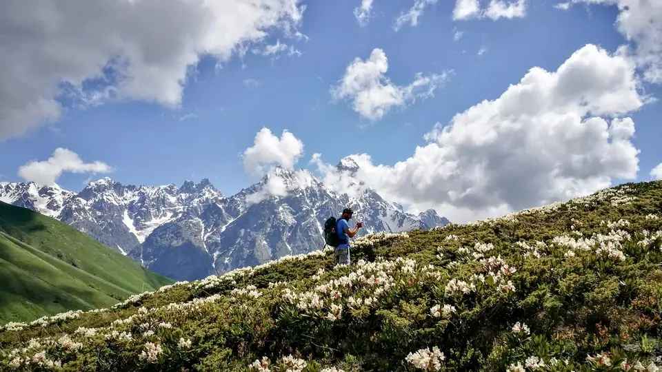 Hiker with a backpack on a slope of white rhododendrons facing jagged snowy Svaneti peaks