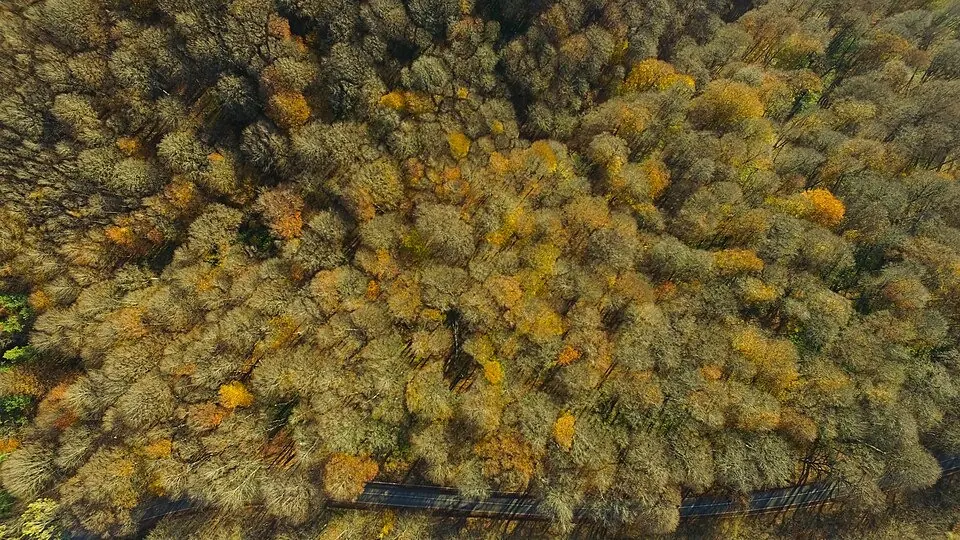 Autumn beech canopy over the Tbilisi-Tianeti road in Tbilisi National Park