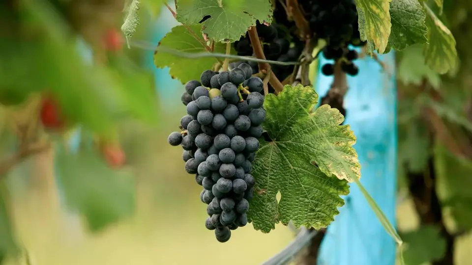 A ripe bunch of dark blue Saperavi grapes hanging among green vine leaves