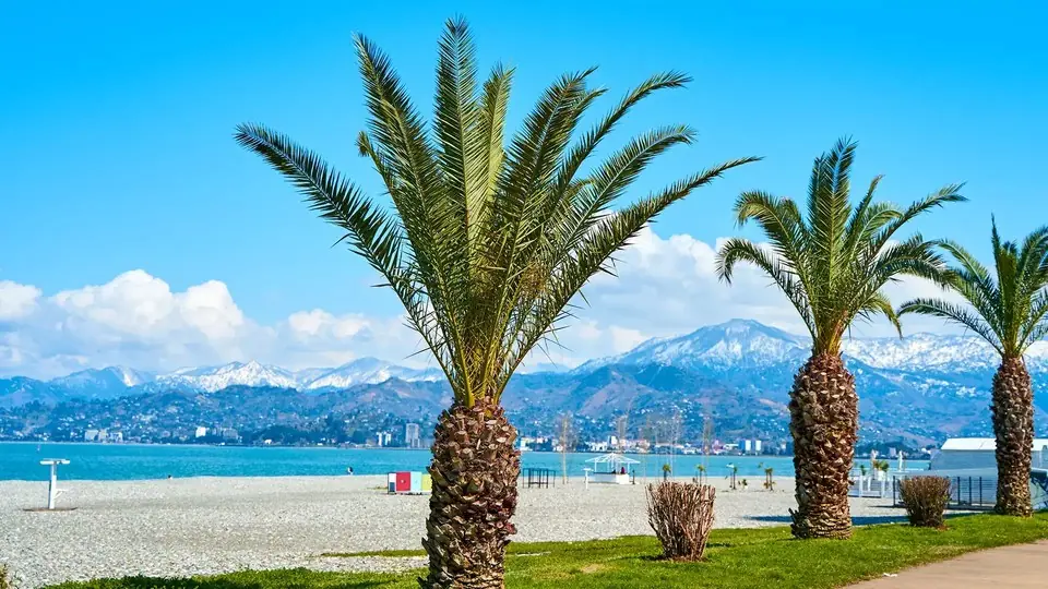 Palm trees on Batumi pebble beach with the sea and snow-capped Adjara mountains behind