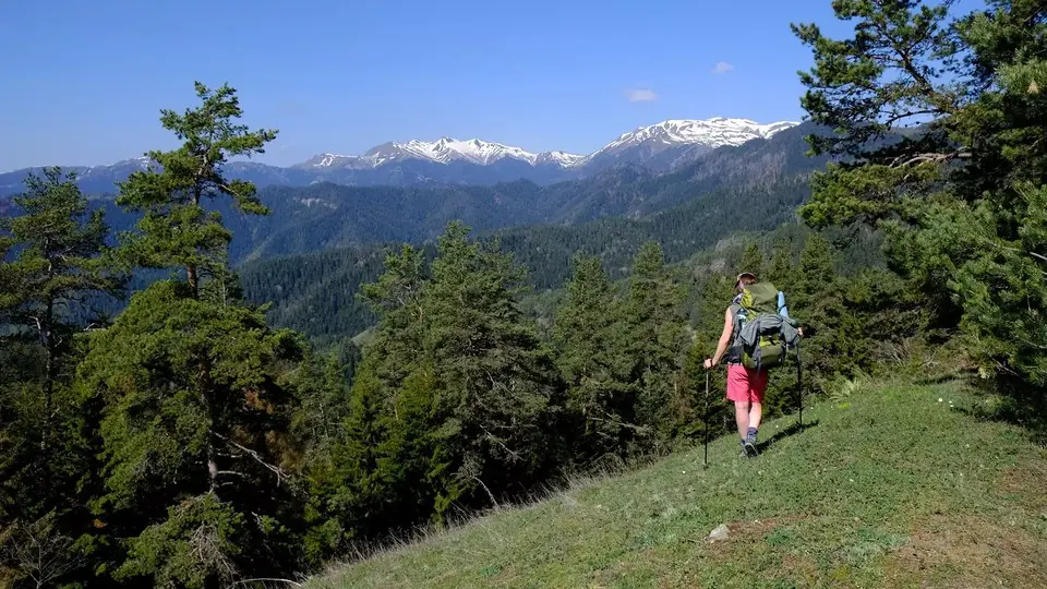 Hiker with a large backpack on a grassy ridge among pines, snowy peaks on the horizon