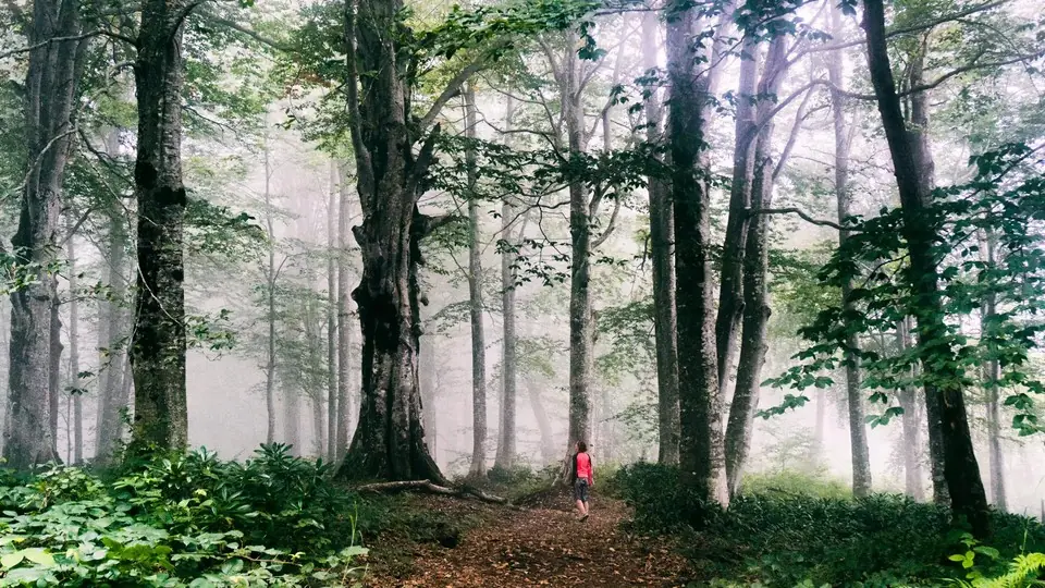 Hiker in red on a misty path through tall Colchic forest in Mtirala National Park